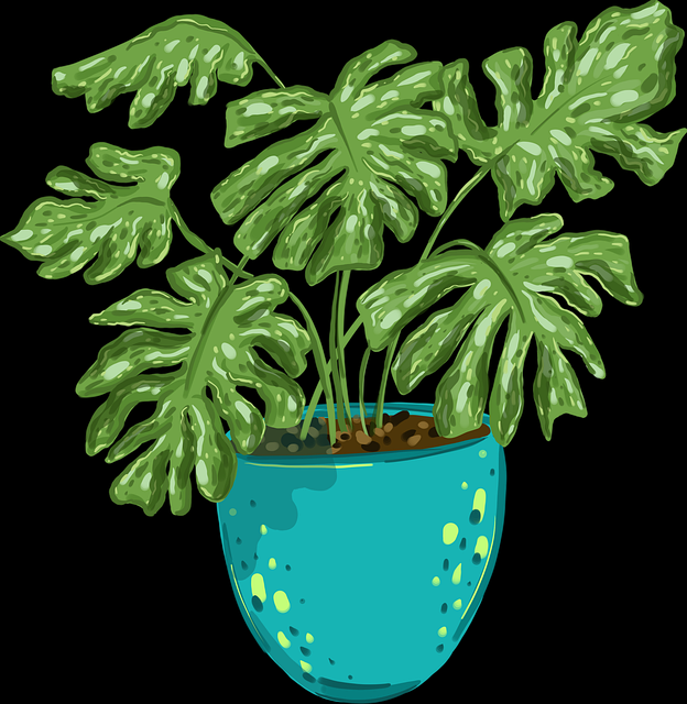 蘑菇影视在线观看:4K体验与功能盘点